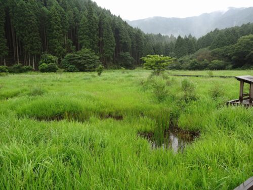 Dsc04077 小田貫湿原