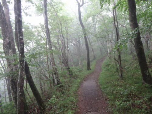 Dsc04094 雨の山の中