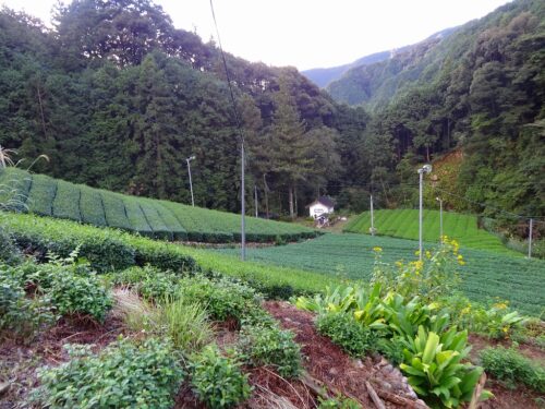 Dsc04459 茶畑の谷あいを下り