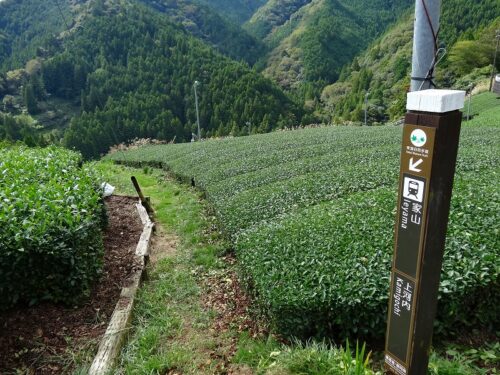 Dsc04624 茶畑