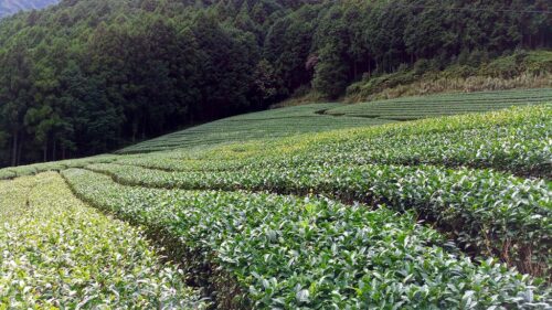 Img_20160925_133714 大平地区の茶畑