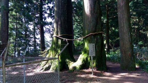Img_20160926_091255 樹齢500年の夫婦杉