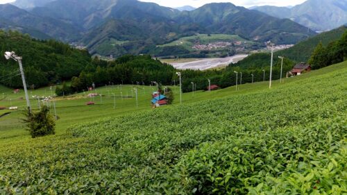Img_20160926_130350 茶畑