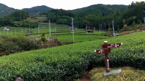Img_20160926_130940 茶畑