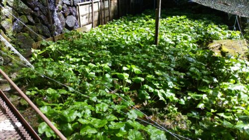 Img_20160927_112919 わさび栽培