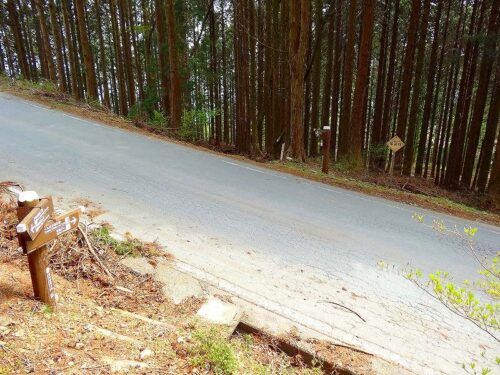 Dsc05209 自然歩道下山道