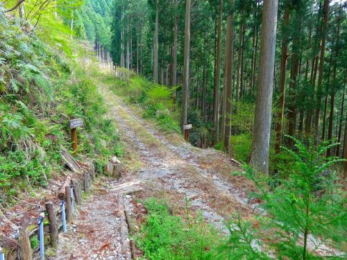 Dsc05220 自然歩道下山道