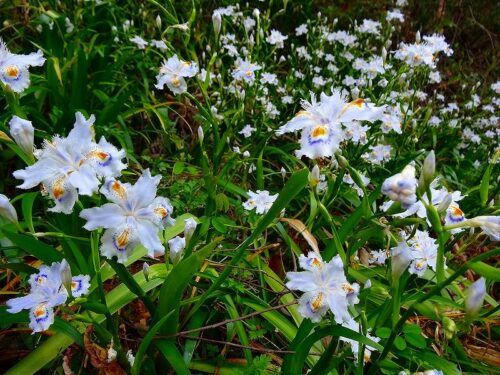Dsc05265 清流沿いに歩くお花
