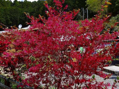 Dsc05287 花街道