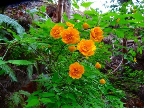 Dsc05303 ヒラシロ遺跡お花