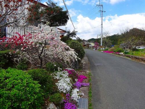 Dsc05382 巣山の花街道