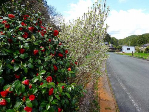 Dsc05384 巣山の花街道