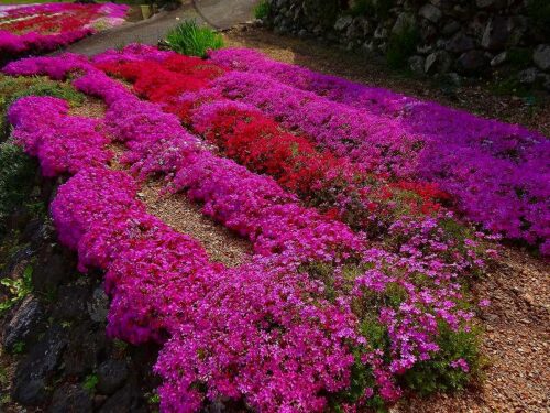 Dsc05438 睦平の花畑