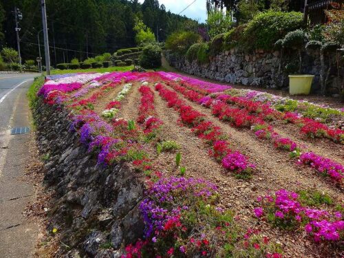 Dsc05439 睦平の花畑