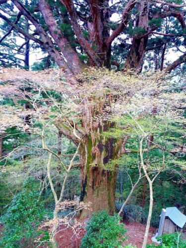 Img_20170421_114337 春埜杉