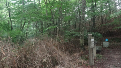 ぶな原生林
