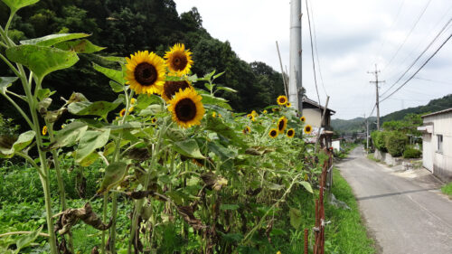 Dsc05892 ひまわり