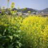 菜の花