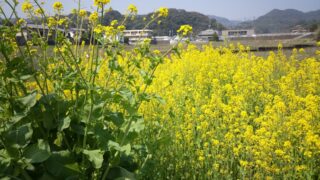 菜の花