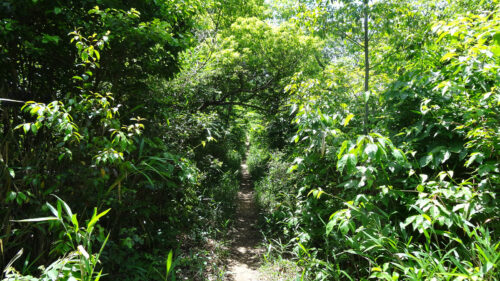 Dsc06734 山道歩き