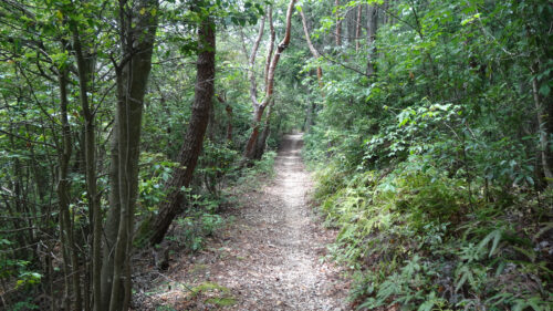 Dsc06810 山道歩き