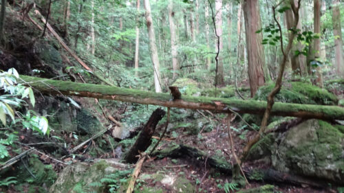 Dsc07151 山道歩き