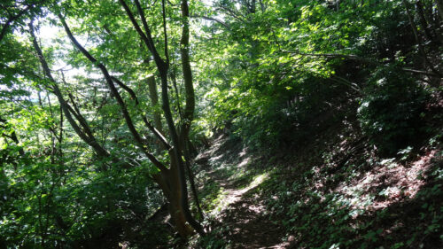 Dsc07164 山道歩き