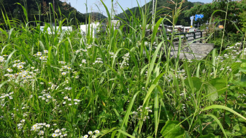 Dsc07233 道しるべ