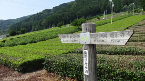 Dsc07244 美濃いび茶畑