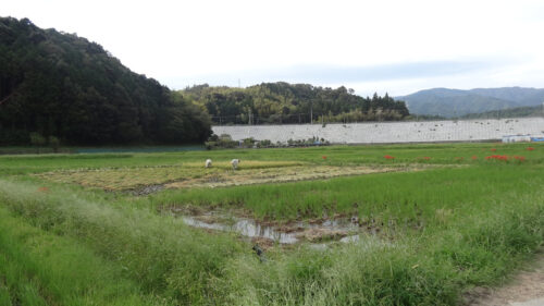 Dsc07414 稲刈り