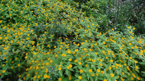 Dsc07446 お花