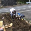 チューリップ2018