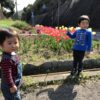 2019チューリップ