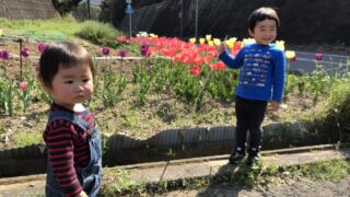 2019チューリップ