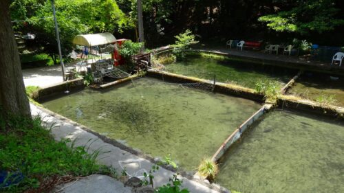 藤原養鱒場
