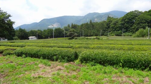 摘み終わった茶畑
