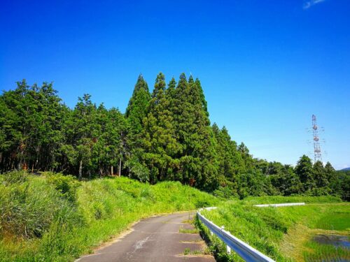 木のてっぺんにでかい鳥