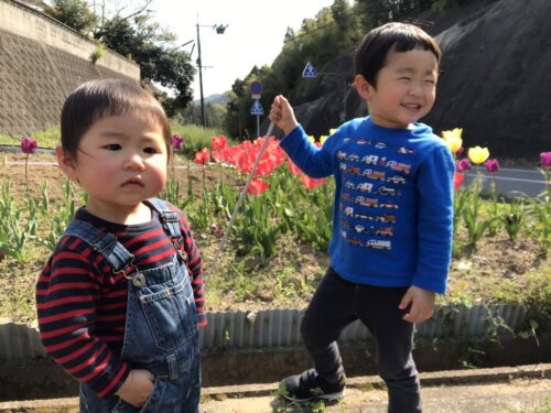 チューリップ満開