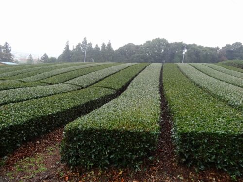 茶畑に出る