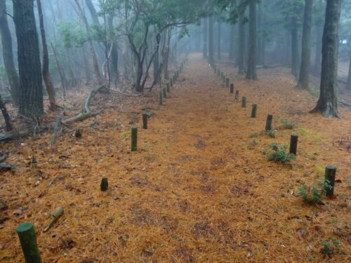 かもしか高原