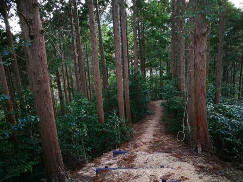  ｱｯﾌﾟﾀﾞｳﾝの尾根沿い