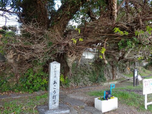 早崎海岸のあこう群落