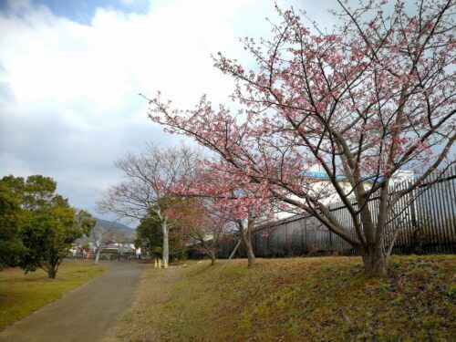 開田公園の河津桜は五分咲き