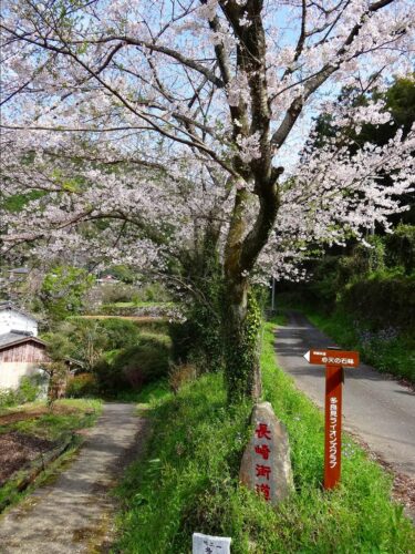 桜満開の井樋ノ尾観音