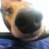 ドンキー