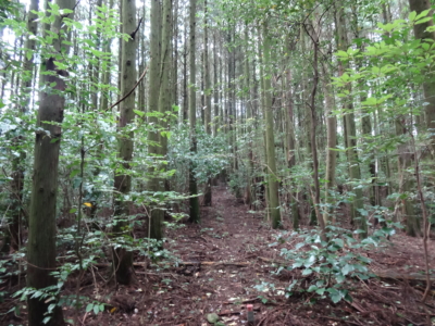 井樋ノ尾岳杉林