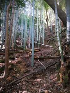 竹林を通り抜ける