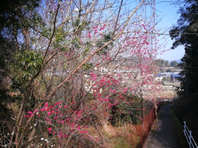 梅の花
