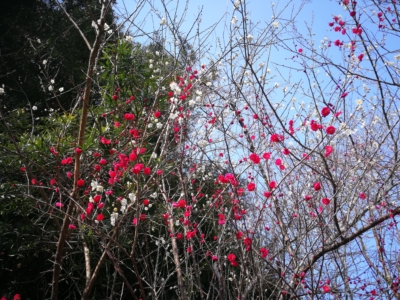 梅の花1