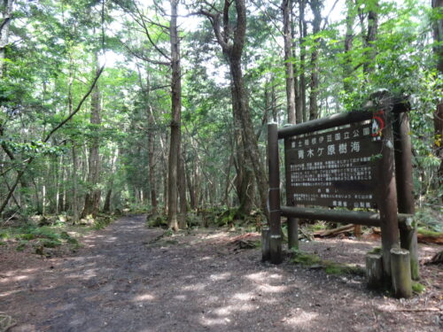 青木ヶ原樹海